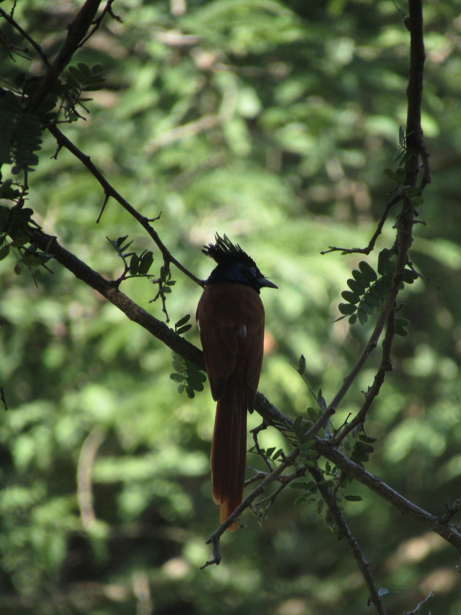Indian Paradise-Flycatcher - ML299318671