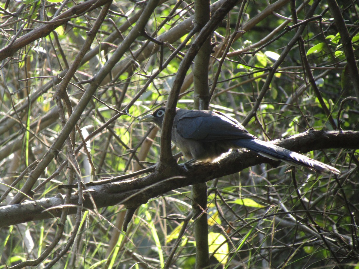 Blue-faced Malkoha - ML299318721