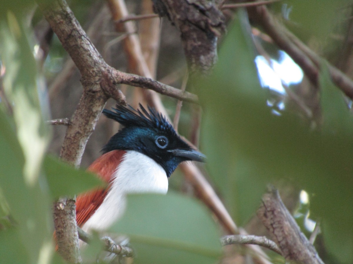 Indian Paradise-Flycatcher - ML299318761