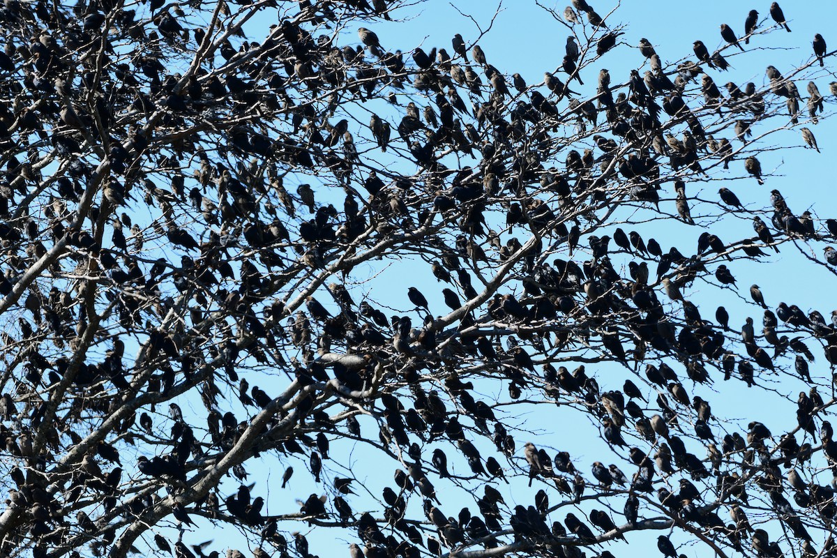 Brown-headed Cowbird - ML299321791