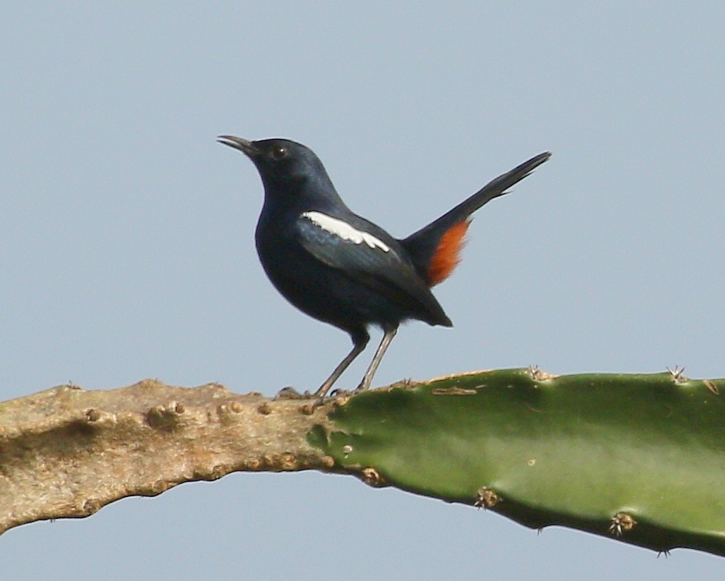 Indian Robin - ML299321981