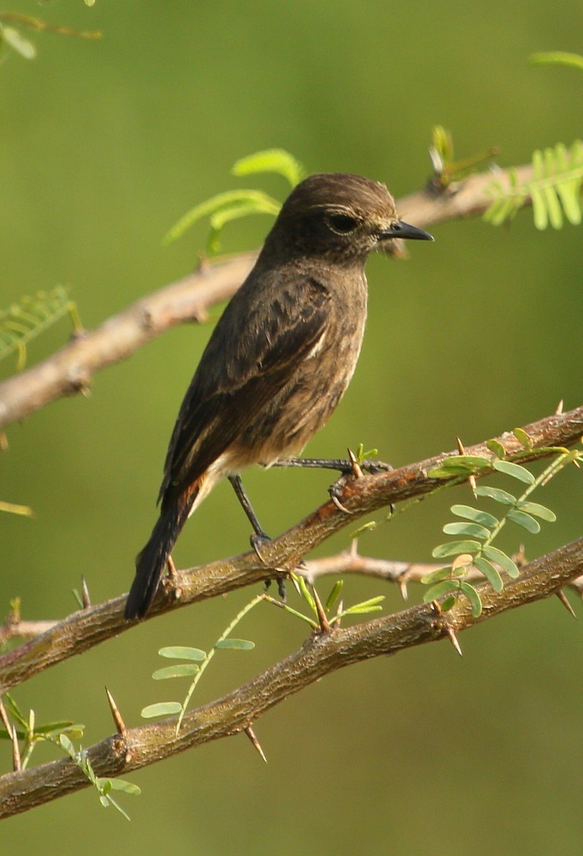 Pied Bushchat - ML299322031
