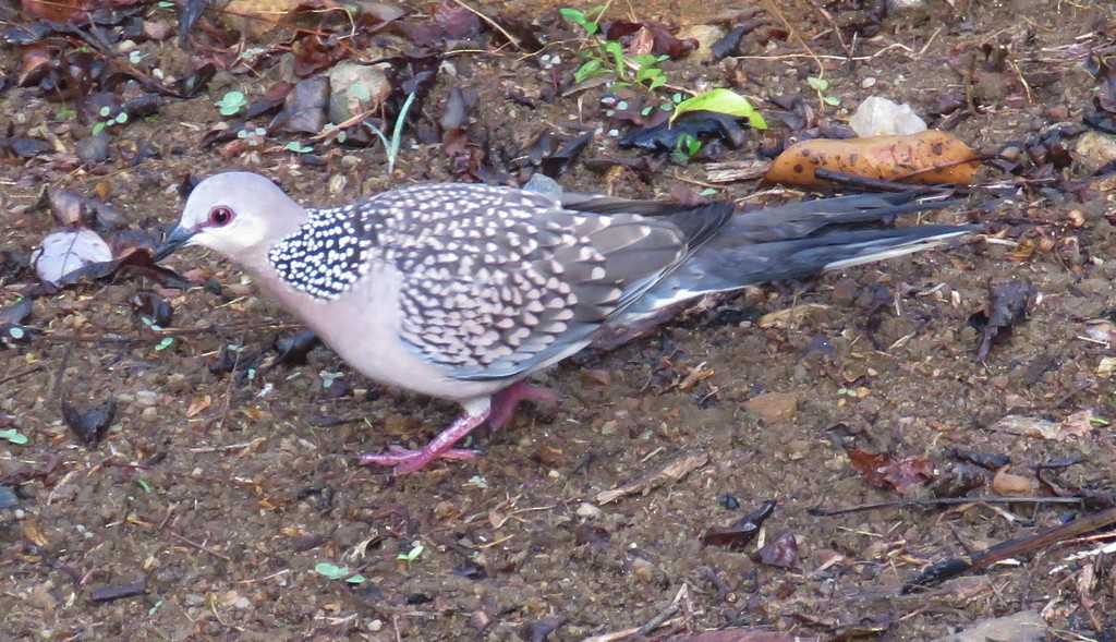Spotted Dove - ML299322071