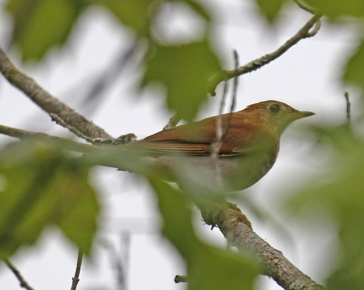 Veery - Wendy Hogan