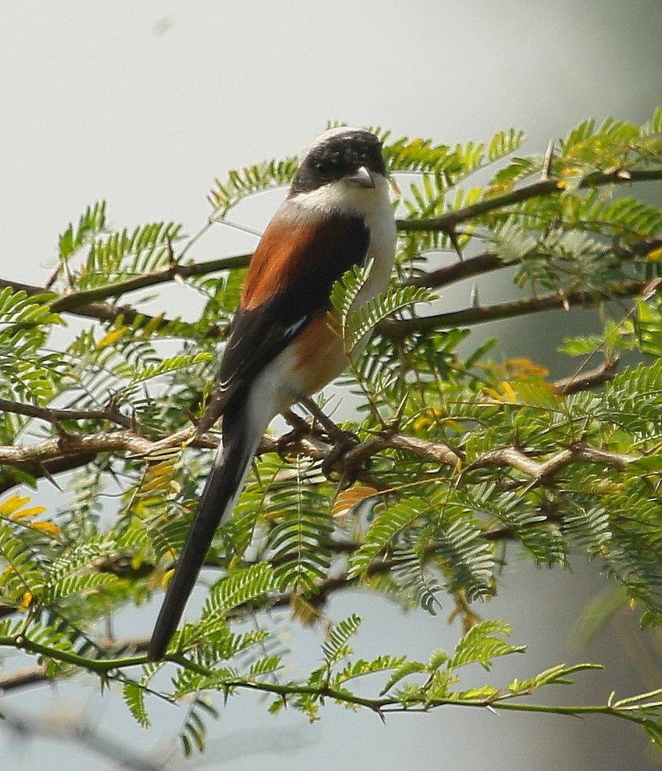 Bay-backed Shrike - ML299322641