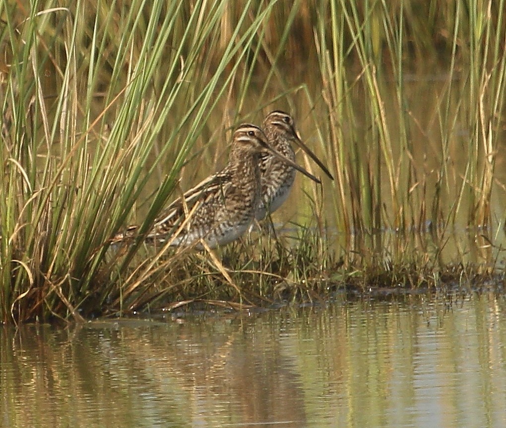 Common Snipe - ML299322821