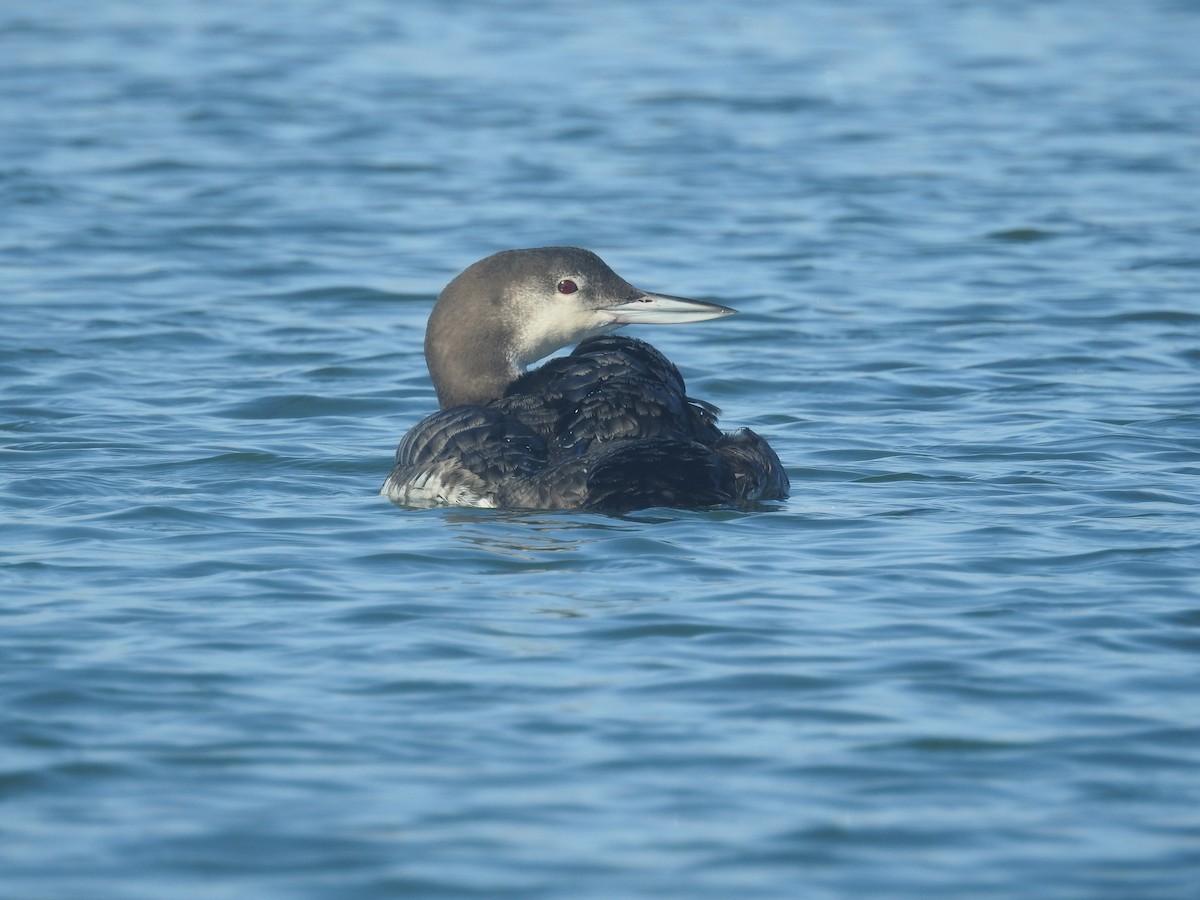 Common Loon - David Hall