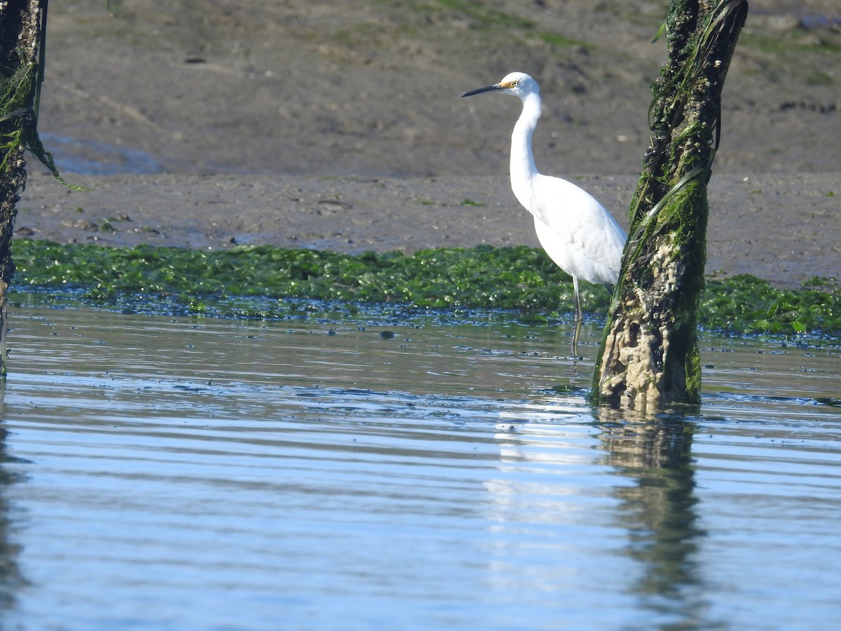 Snowy Egret - David Hall