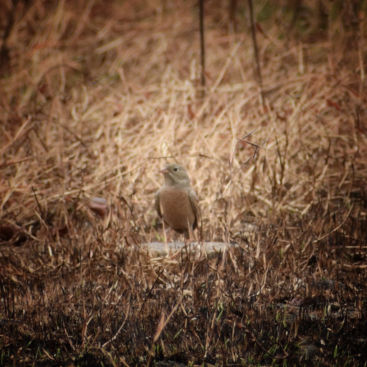 Gray-necked Bunting - ML299323241