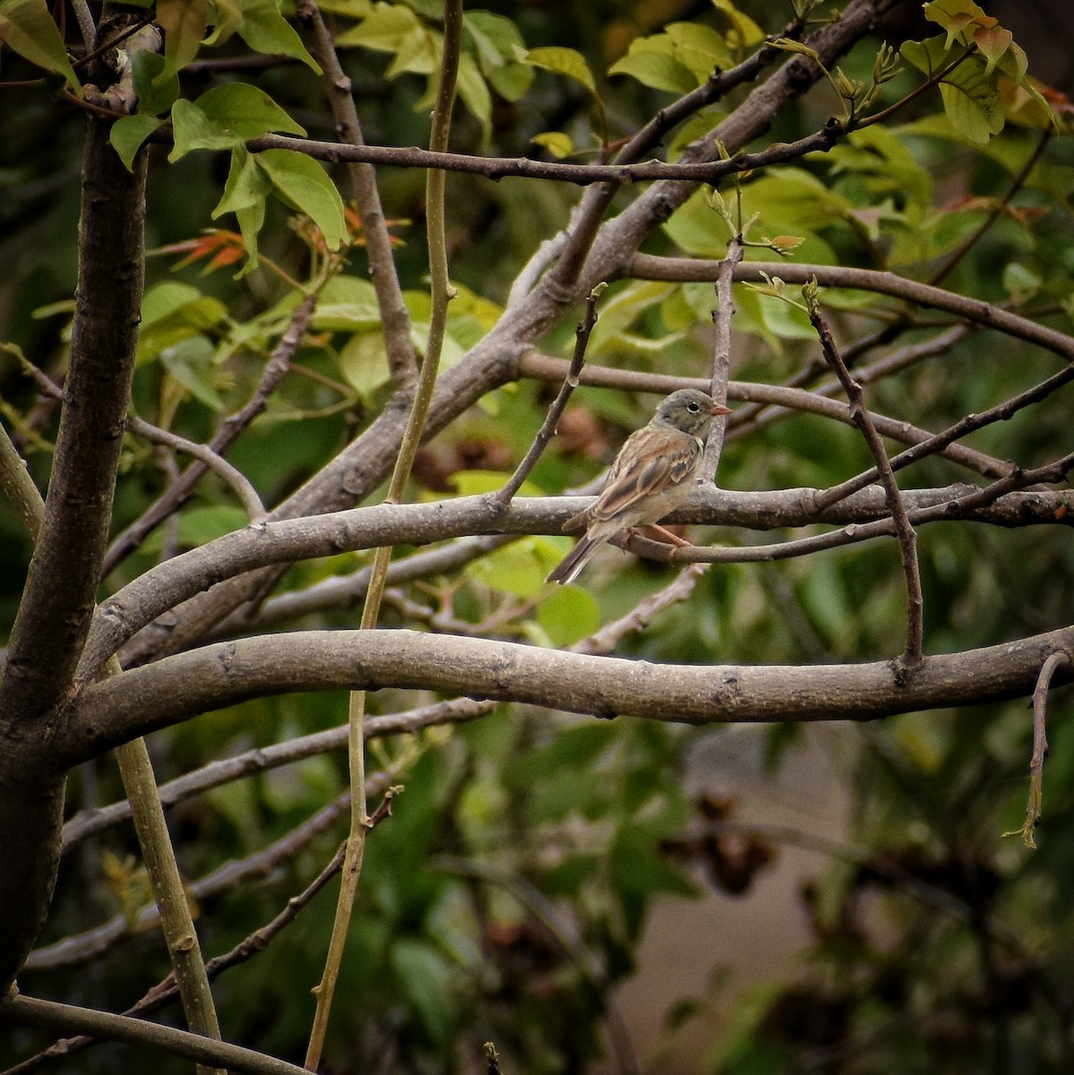 Gray-necked Bunting - ML299323251