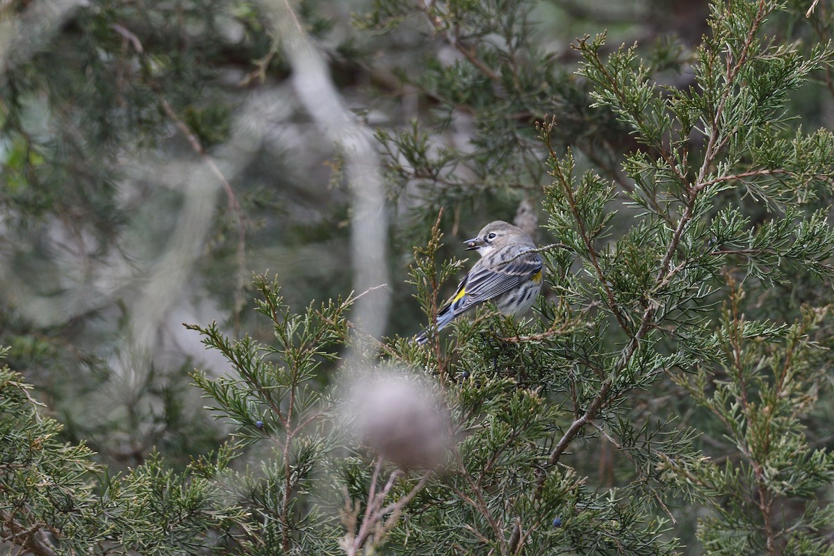 Yellow-rumped Warbler (Myrtle) - ML299323441