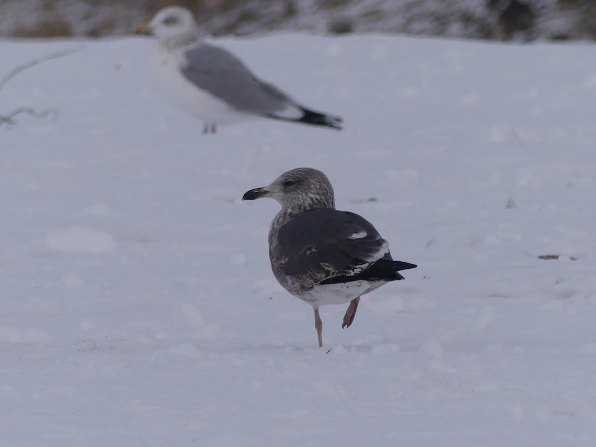 Lesser Black-backed Gull - Zack Schlanger