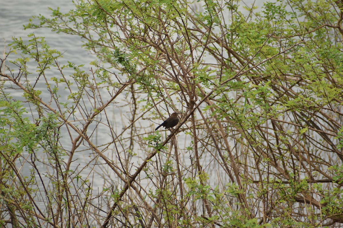 Indian Robin - ML299323701