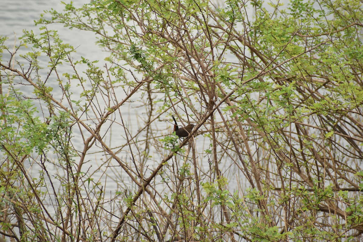 Indian Robin - ML299323751