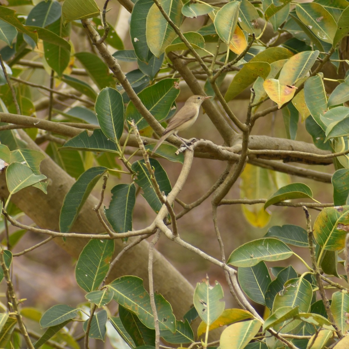 Clamorous Reed Warbler - ML299323781