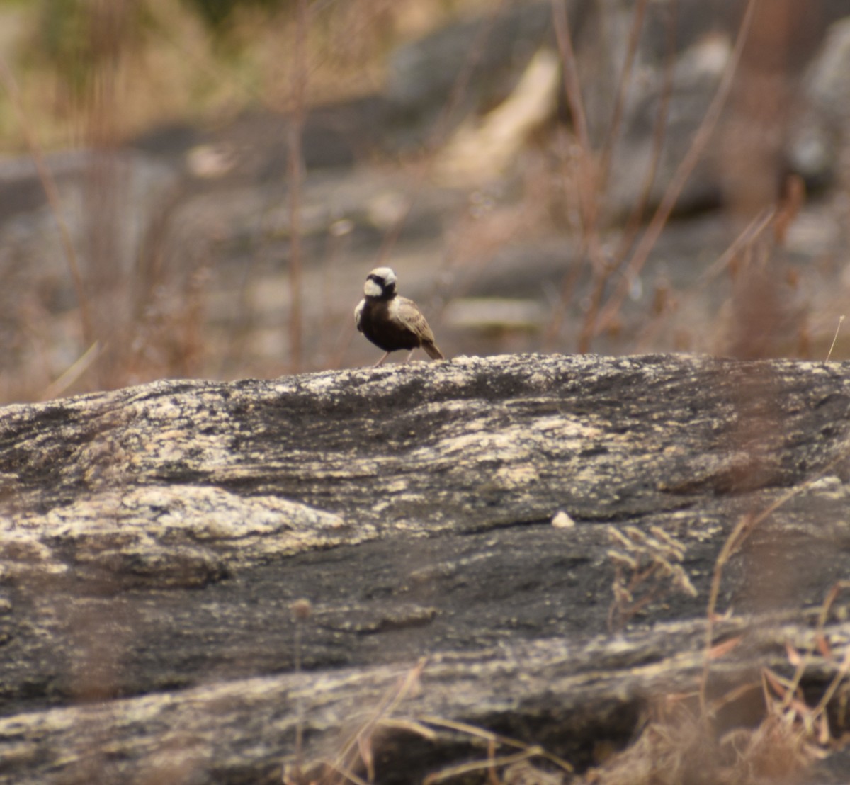 Ashy-crowned Sparrow-Lark - ML299324261