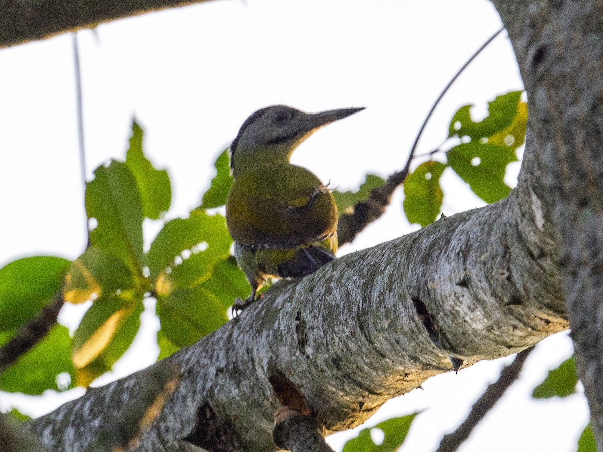 Gray-headed Woodpecker - Laurige Boyer