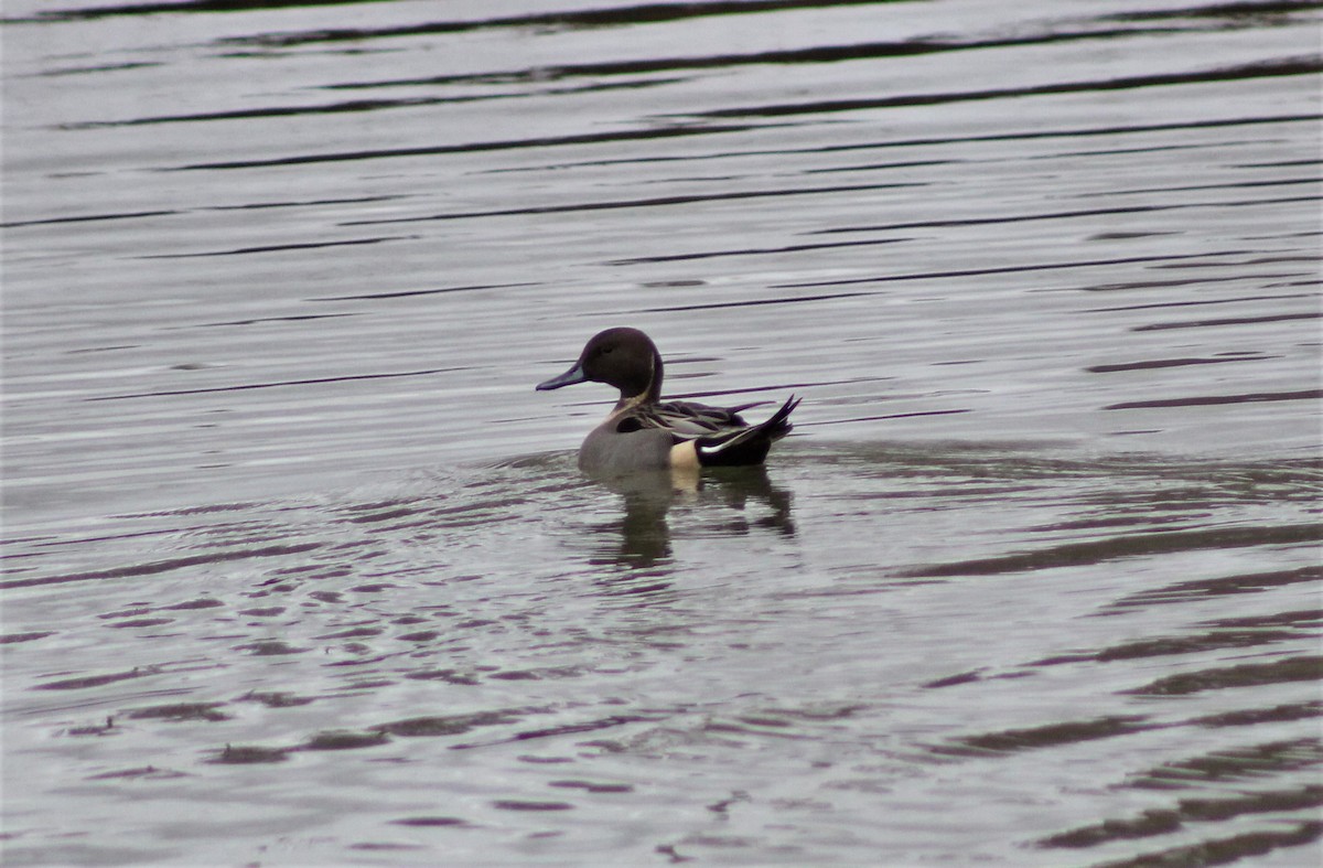 Canard pilet - ML299326151
