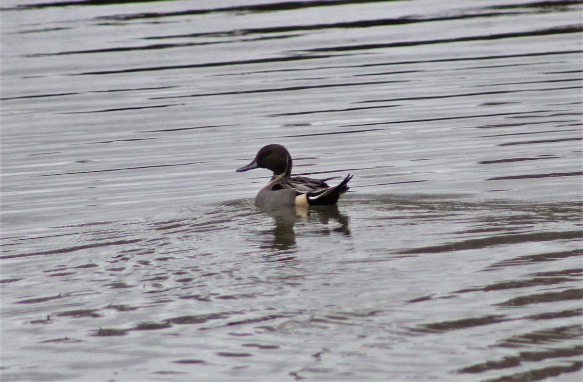 Northern Pintail - ML299326151