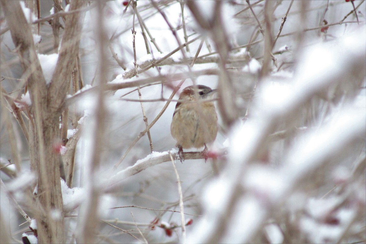 Carolina Wren - ML299326201