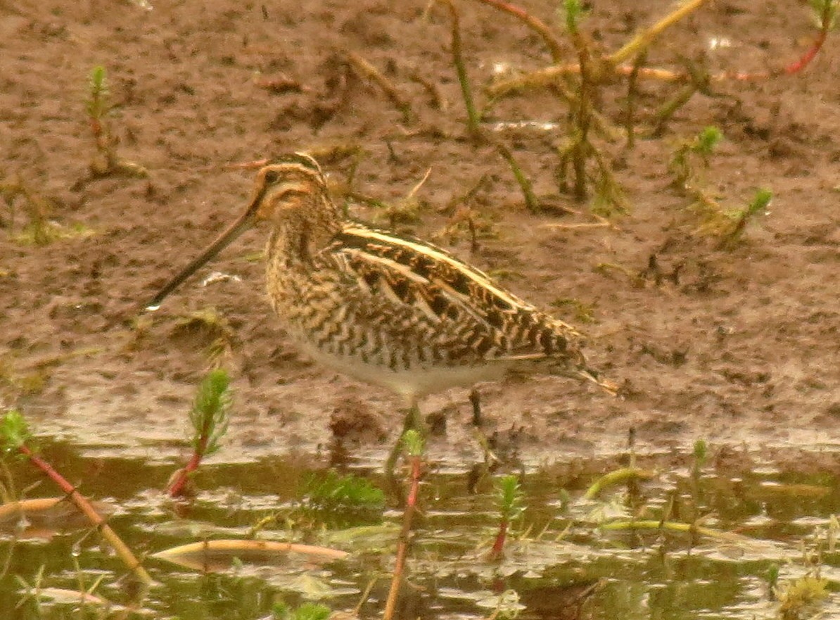 Common/Wilson's Snipe - ML29932781