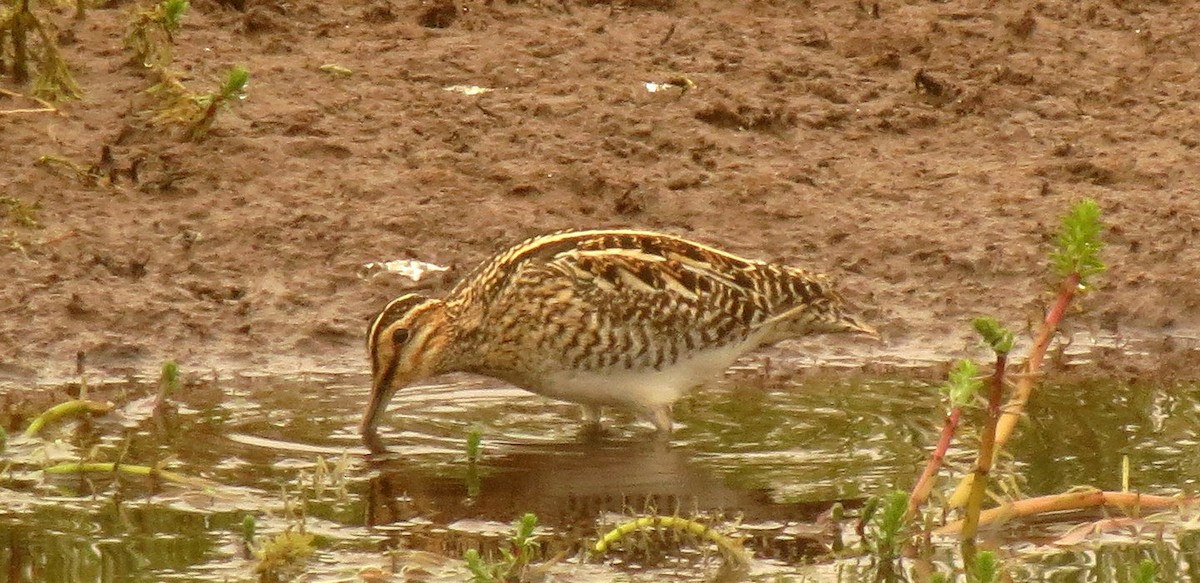 Common/Wilson's Snipe - ML29932791