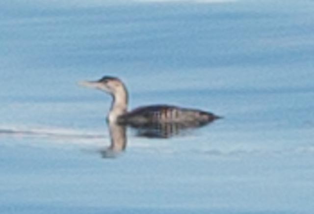 Yellow-billed Loon - ML299329261