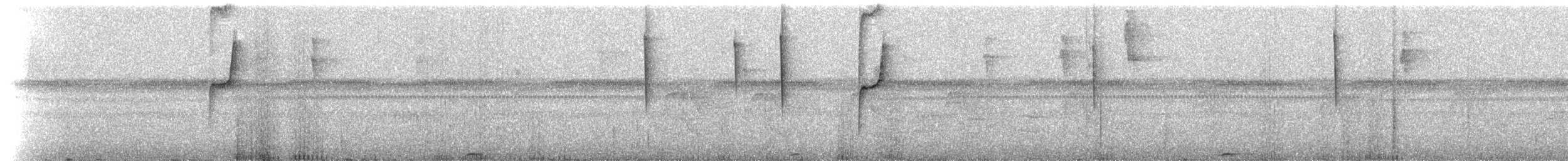 Tawny-bellied Hermit - ML299330