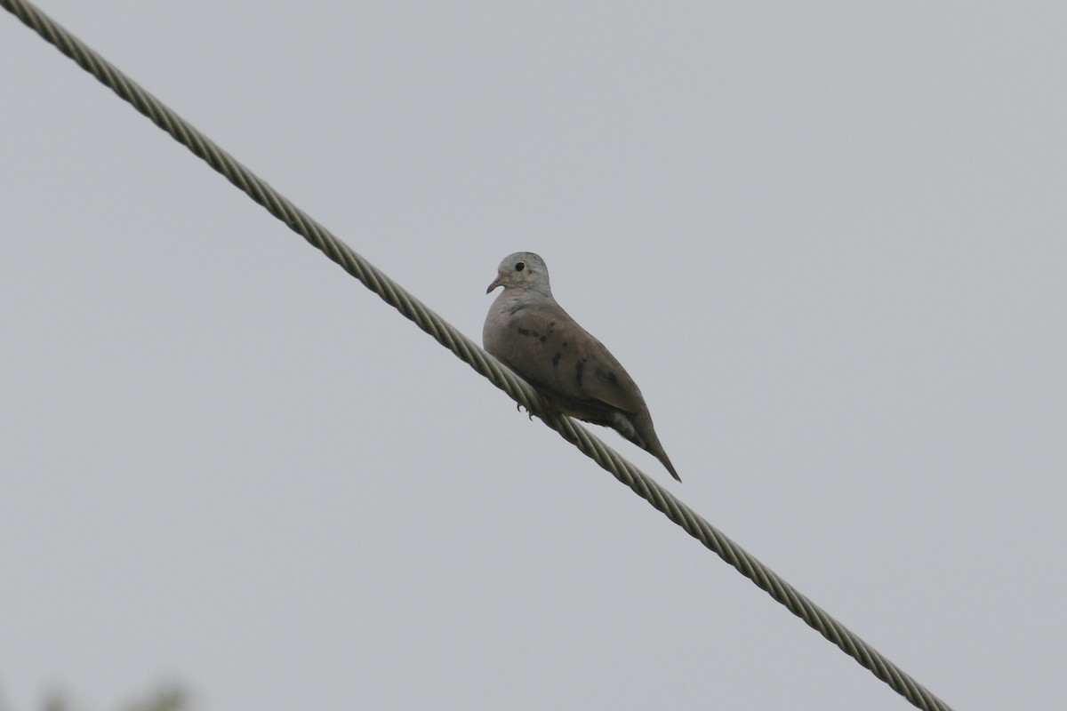 Plain-breasted Ground Dove - John van Dort