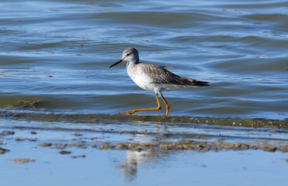Lesser Yellowlegs - ML299332221