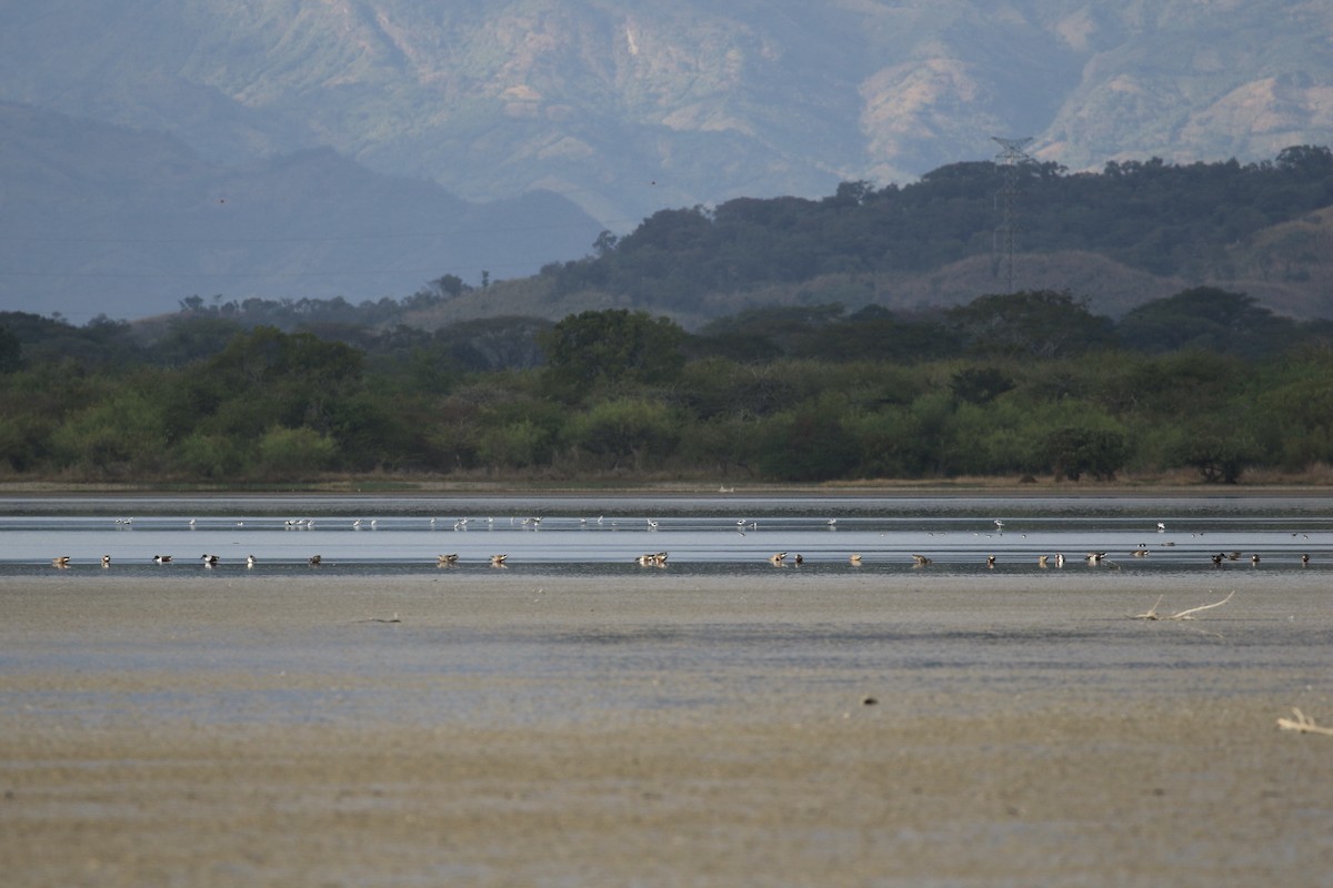 American Avocet - ML299332231