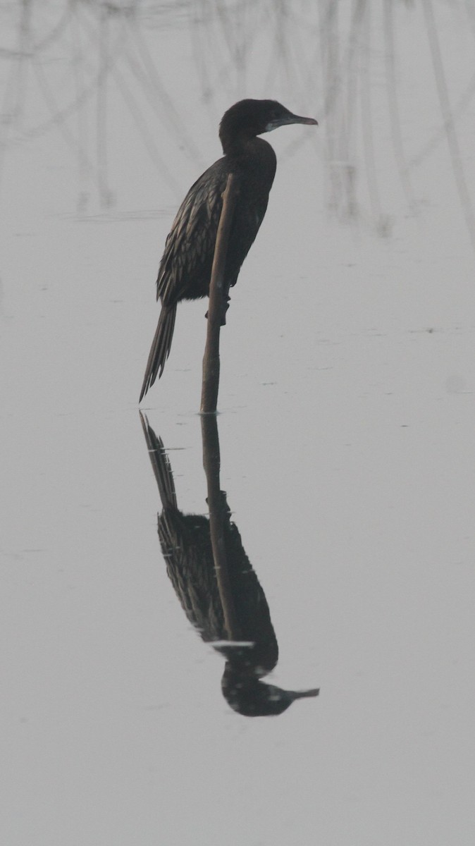 Little Cormorant - Manoj Karingamadathil