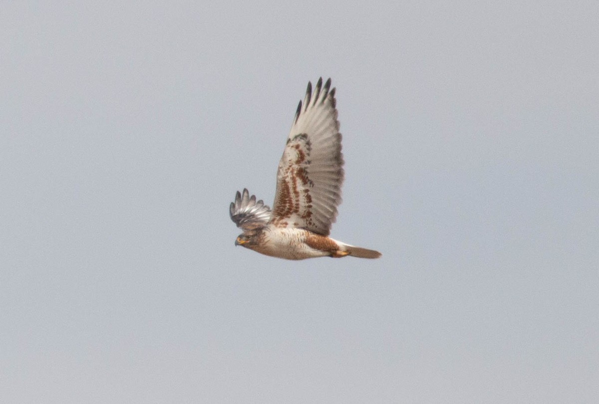 Ferruginous Hawk - ML299334071