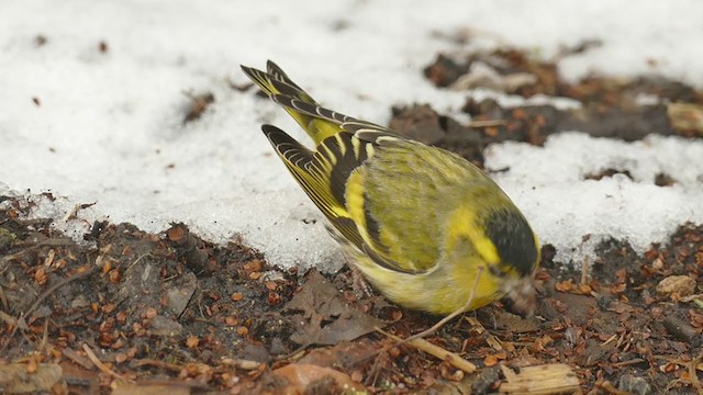 Eurasian Siskin - ML299334111