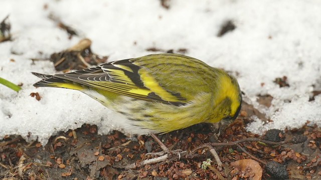 Eurasian Siskin - ML299334151