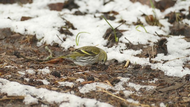 Eurasian Siskin - ML299334511