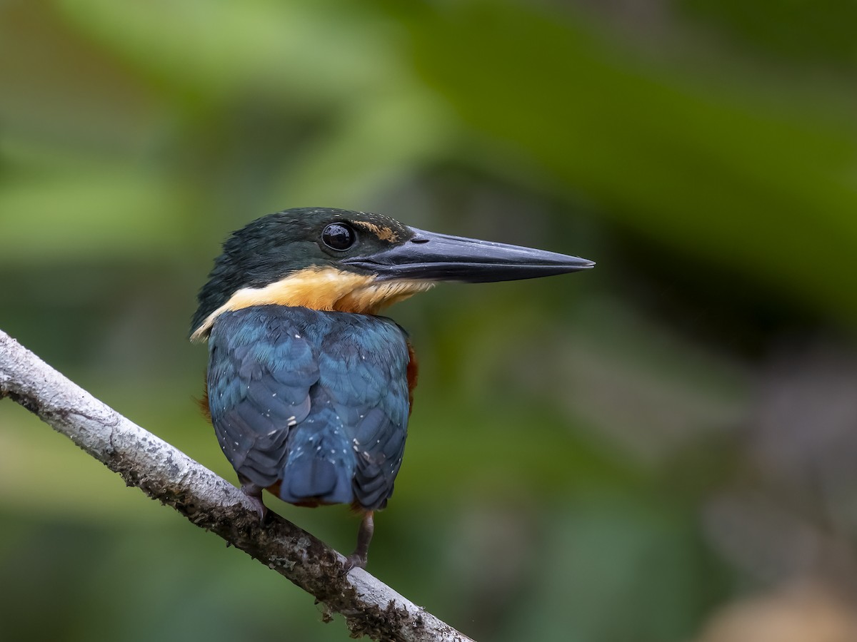 Green-and-rufous Kingfisher - ML299335361