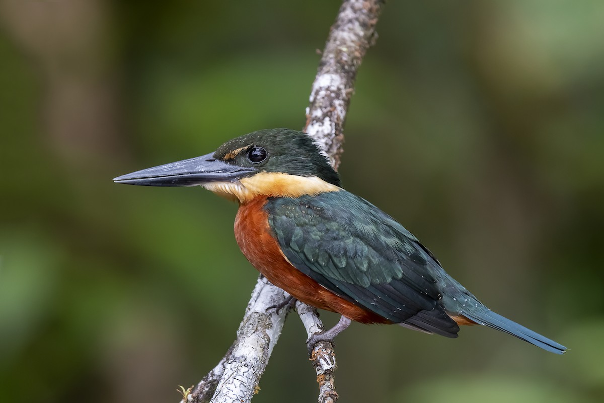 Green-and-rufous Kingfisher - ML299335371