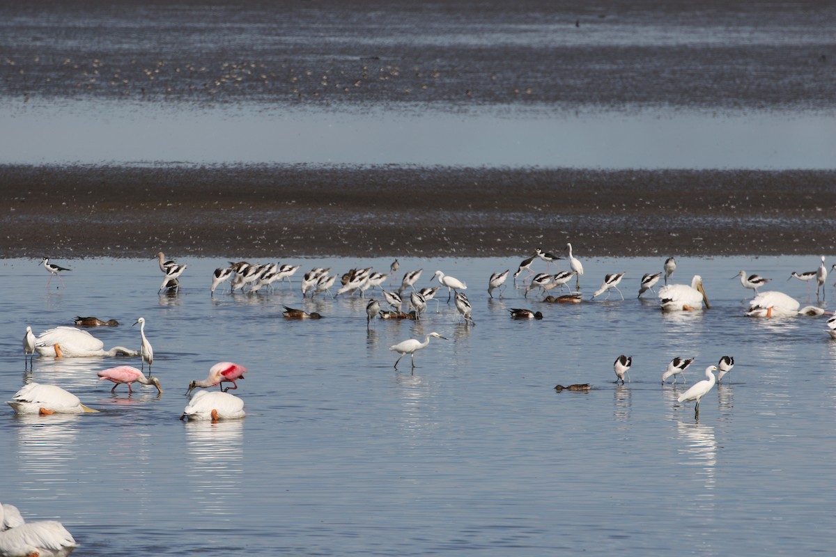 American Avocet - John van Dort