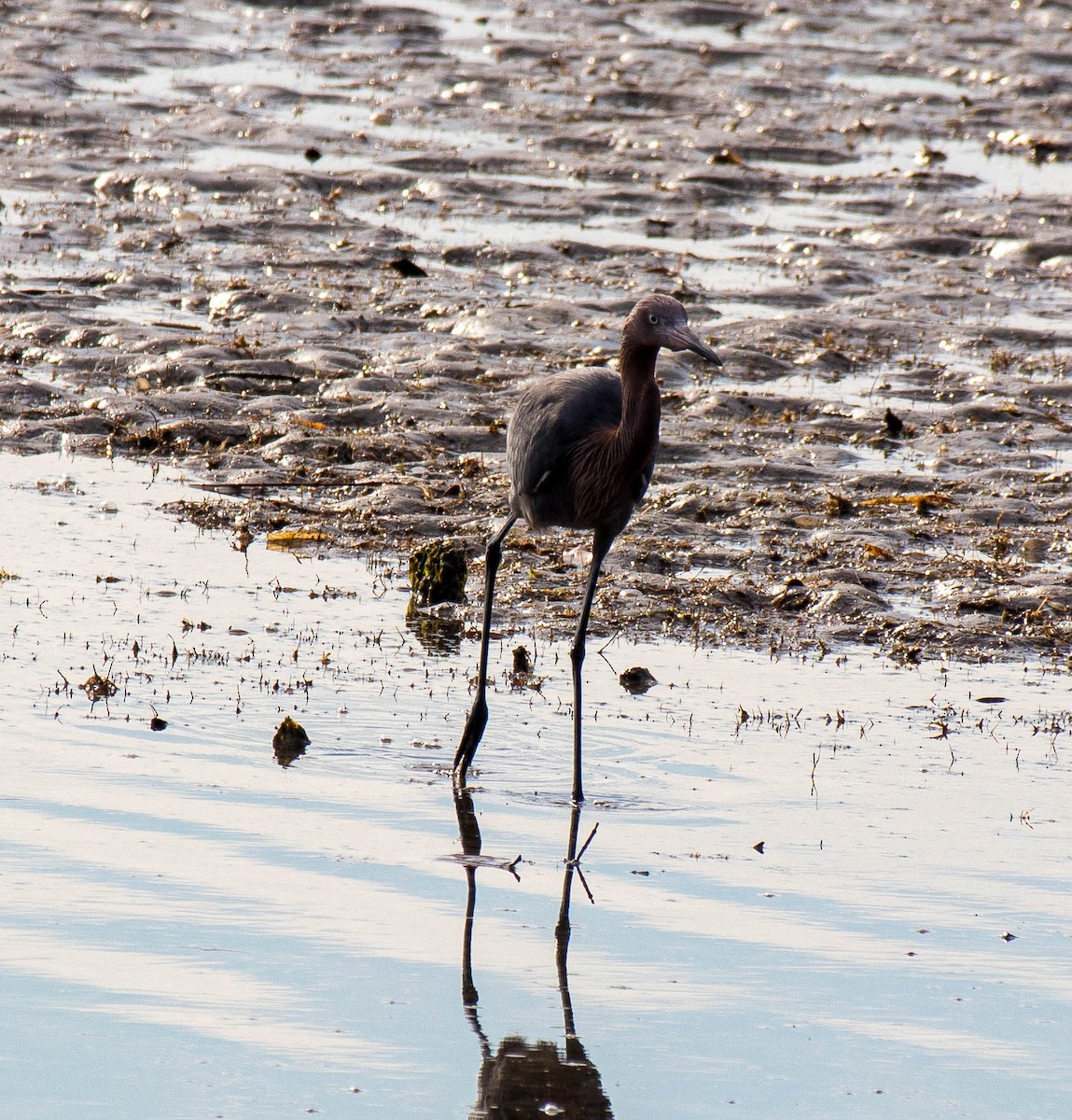 Reddish Egret - ML299337981