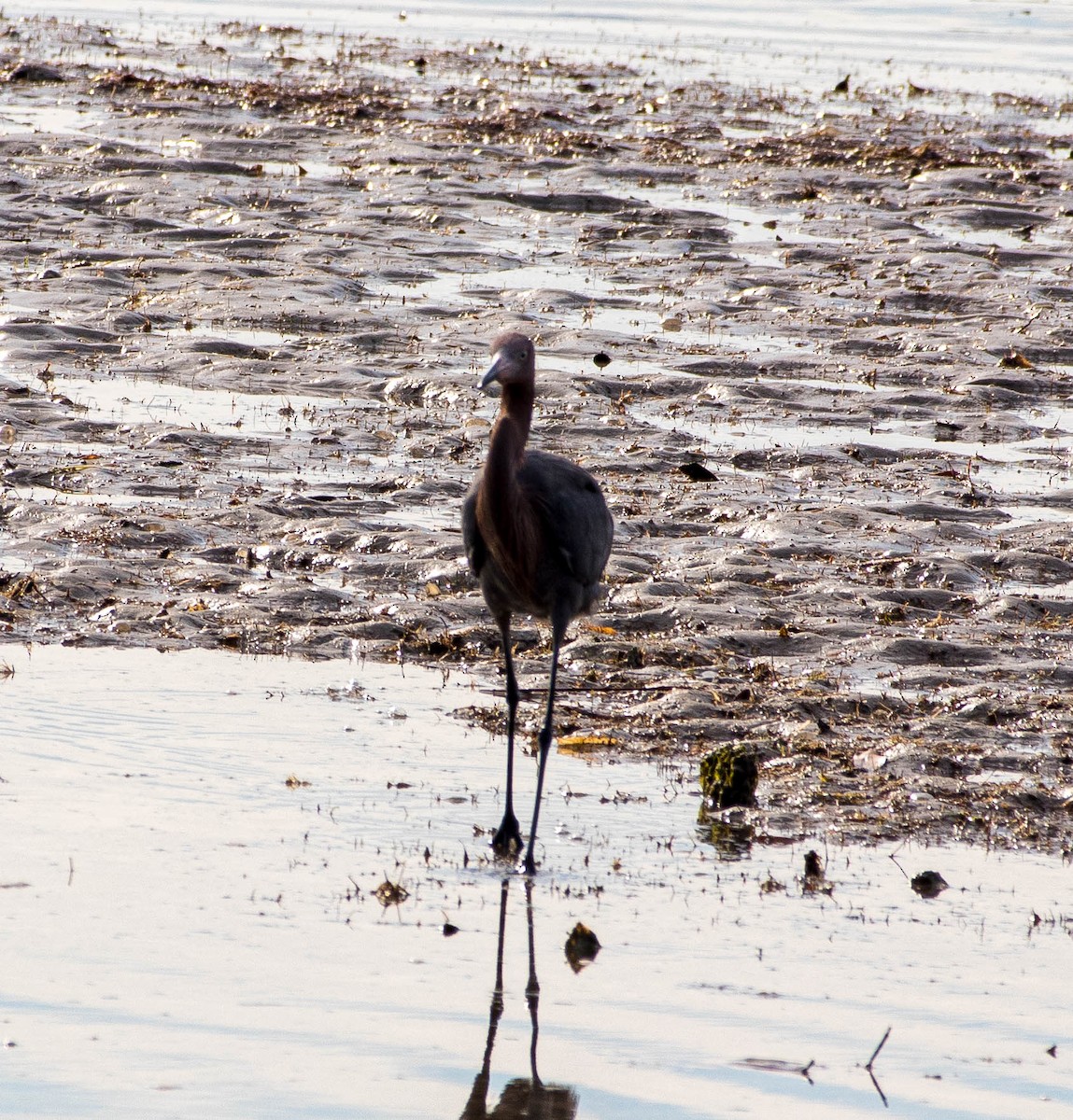 Reddish Egret - ML299337991