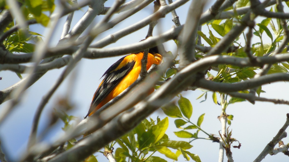 Baltimore Oriole - ML29933801