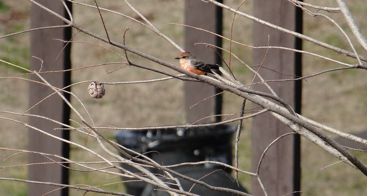 Vermilion Flycatcher - ML299338151
