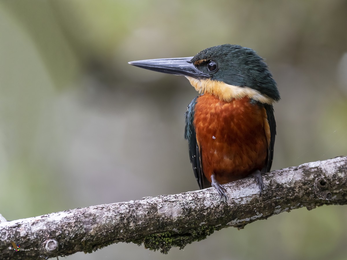 Green-and-rufous Kingfisher - ML299338701