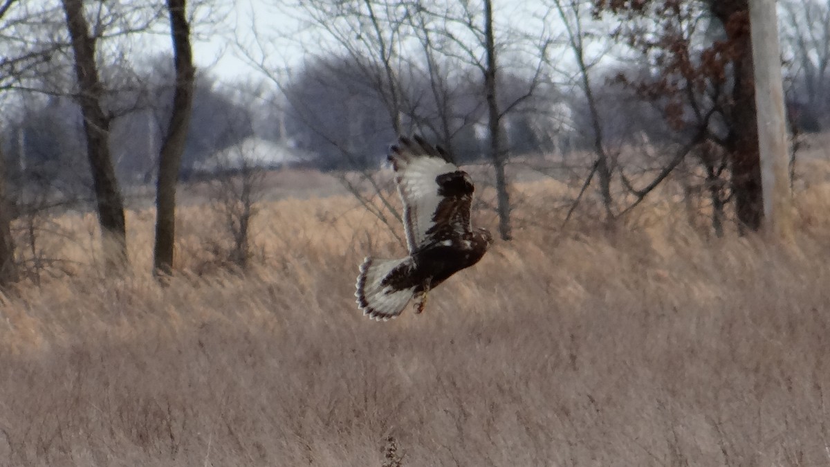 Rough-legged Hawk - ML299339241
