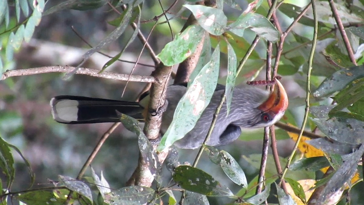 Malabar Gray Hornbill - ML299340531