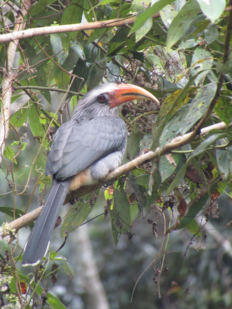 Malabar Gray Hornbill - ML299343301