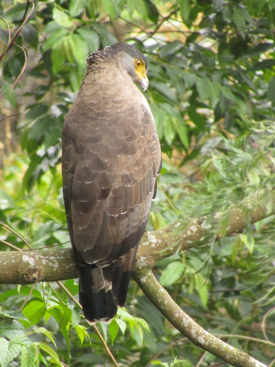 Crested Serpent-Eagle - ML299343601