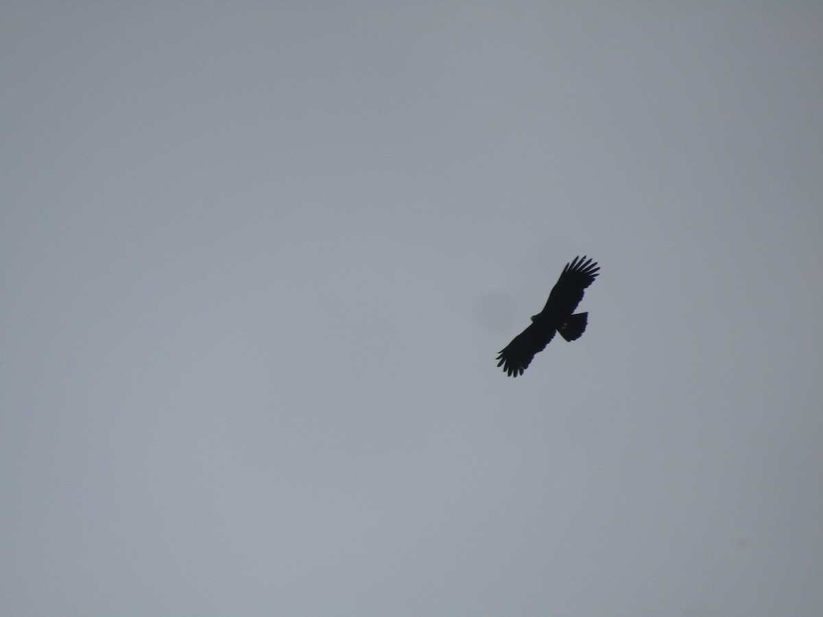 Black Eagle - ML299343691