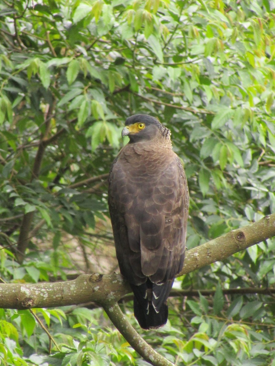 Crested Serpent-Eagle - ML299343901